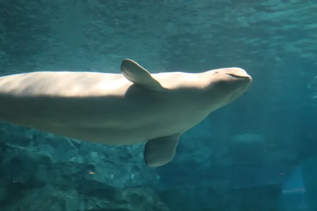 名古屋港水族館