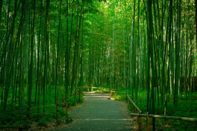 嵯峨野竹林の小道