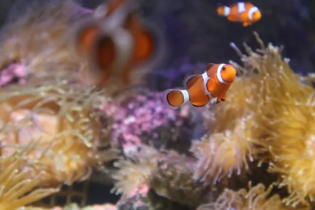 しながわ水族館