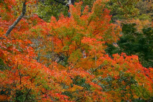 [2025 Latest] 10 Must-See Autumn Foliage Spots in Osaka! Featuring Best Viewing Times, Hidden Gems, and Illuminations!