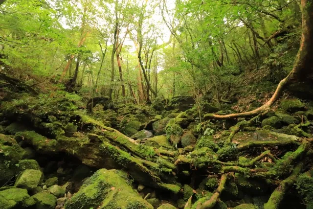 屋久島